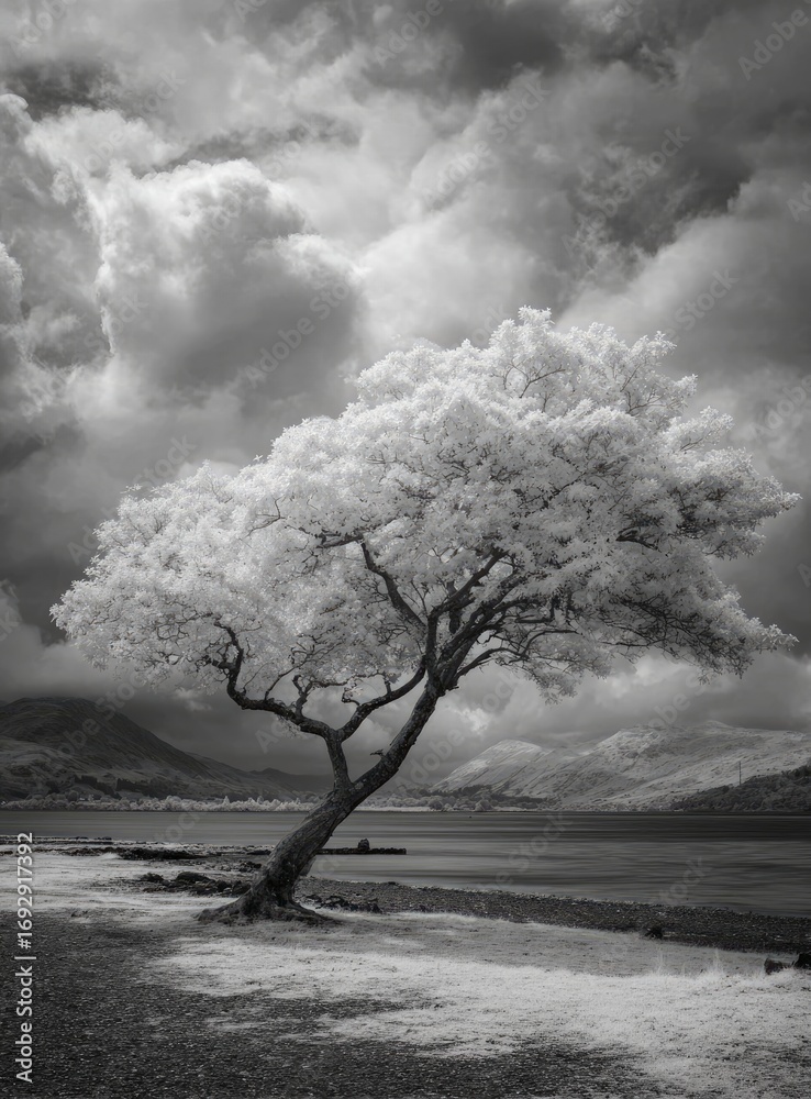 Obraz premium Dramatic monochrome landscape featuring a leaning tree
