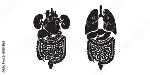 Two black and white silhouette illustrations of human internal organs, including the heart, lungs, kidneys, and digestive system.