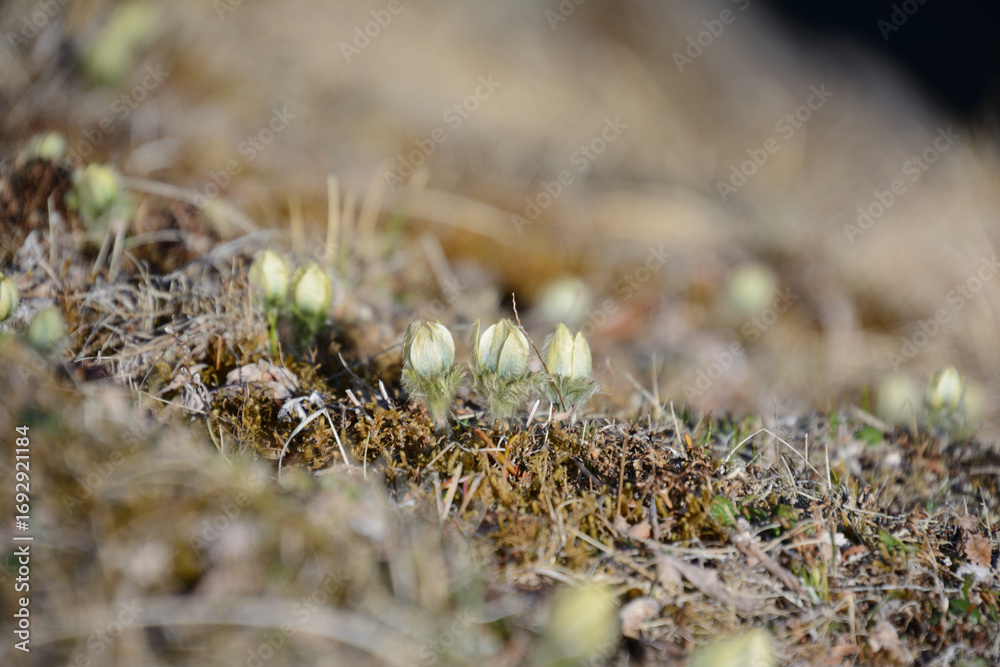 ツクモグサ Images – Browse 19 Stock Photos, Vectors, and Video