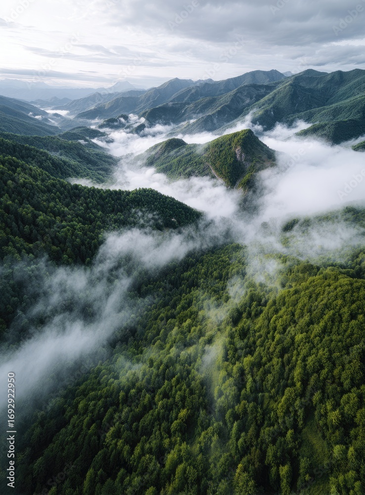 Obraz premium Misty mountain valley, dense forest canopy. Aerial view of a valley shrouded in clouds, with lush green forests clinging to the mountain slopes