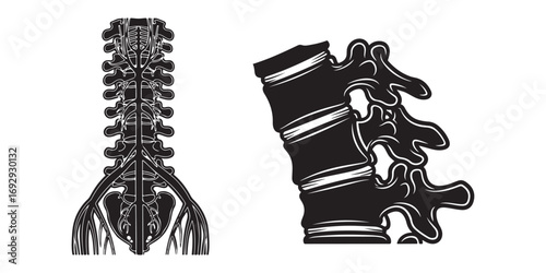 A detailed black and white illustration showing the anterior view of the human spine and a lateral view of lumbar vertebrae.