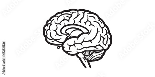 A detailed line drawing of a human brain in profile view, showcasing its intricate folds and structures against a white background.