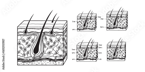 Detailed cross-section diagrams showcase the layers of human skin, including epidermis, dermis, and subcutaneous tissue, with hair follicles and associated structures.