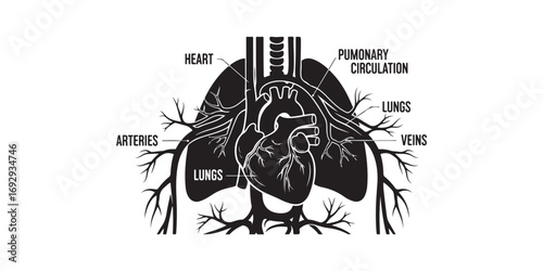 A vintage black and white diagram showing the human heart, lungs, and major blood vessels with labels.