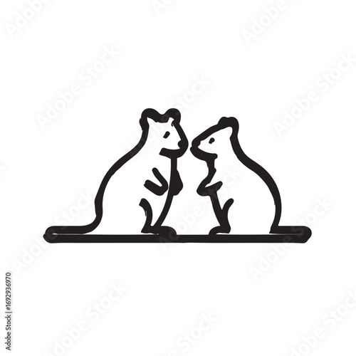 Two quokkas facing each other animal marsupial