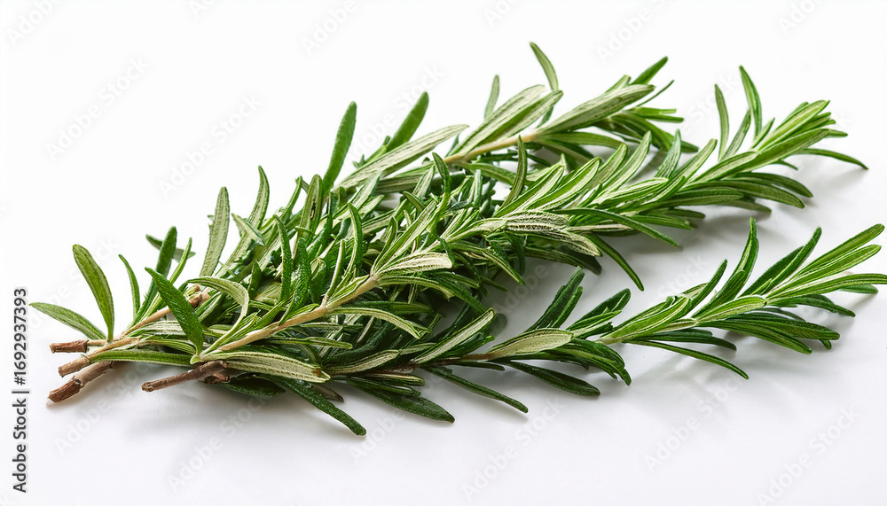 Fototapeta premium Fresh Rosemary Sprigs On White Background For Culinary Use