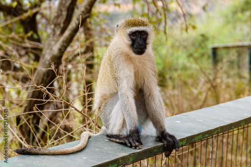 Male of vervet monkey (Chlorocebus pygerythrus) at the Serengeti national park, Tanzania
