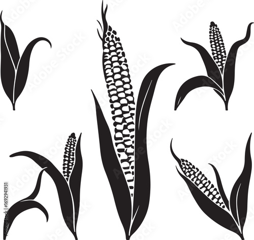 Silhouetted corn plants harvest season