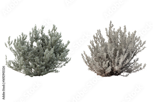 Sagebrush Shrub Isolated on Transparent Background. Green Sagebrush Plant Cutout PNG.