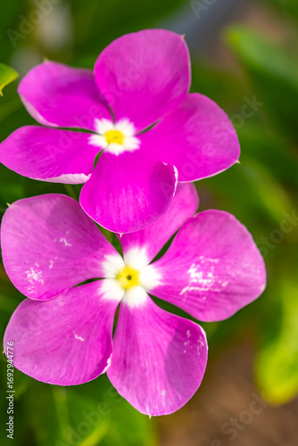 Catharanthus roseus, commonly known as bright eyes, Cape periwinkle, graveyard plant, Madagascar periwinkle, old maid, pink periwinkle, rose periwinkle, is a perennial species of flowering plant in th