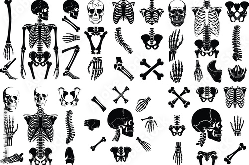 Skeleton Bone Parts Silhouette Icon Vector Set Anatomical Elements and Human Skeleton Silhouette Collection