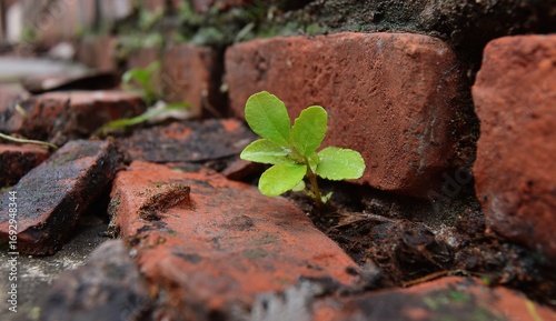 A small plant sprouts between weathered bricks (1)