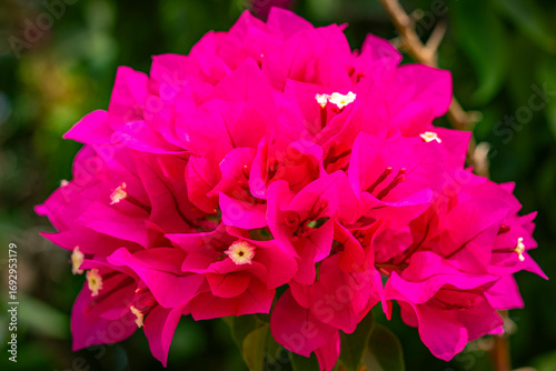 Bougainvillea spectabilis, also known as great bougainvillea, is a species of flowering plant. It is native to Brazil, Bolivia, Peru, and Argentina's Chubut Province. It is widely grown as an ornament