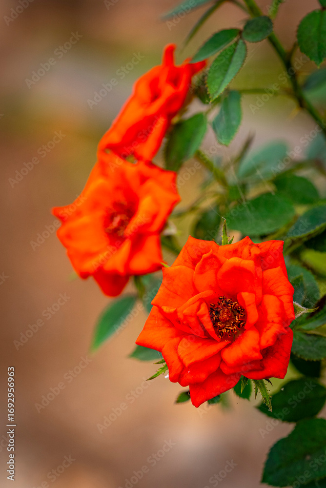 Fototapeta premium Garden roses are predominantly hybrid roses that are grown as ornamental plants in private or public gardens. They are one of the most popular and widely cultivated groups of flowering plants, especia