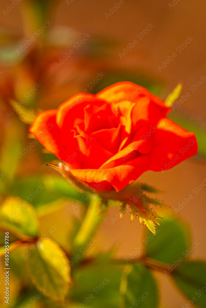 Fototapeta premium Garden roses are predominantly hybrid roses that are grown as ornamental plants in private or public gardens. They are one of the most popular and widely cultivated groups of flowering plants, especia