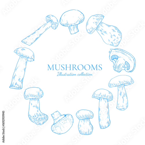 Mushroom hand drawn illustration set. Champignon,  boletus, porcini mushrooms collection in ink sketch style. Use for menu, decoration and cookery design