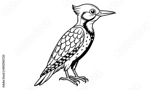 Woodpecker Kids t shirt design silhouette and vector line art, Detailed High-Quality Line Art, Suitable for Adult Coloring Books, Stress Relief, Relaxation, and Printable Art Therapy Projects.