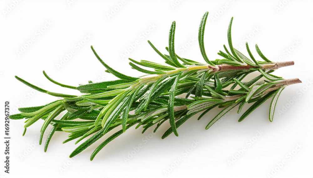 Fototapeta premium rosemary isolated on transparent background