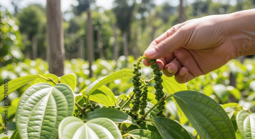 Authentic Kampot Pepper Harvest on a Traditional Cambodian Farm