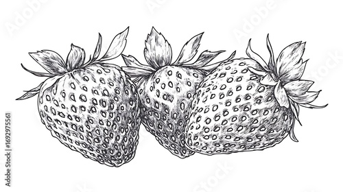 Three detailed hand drawn strawberries in black and white featuring leaves as a photo