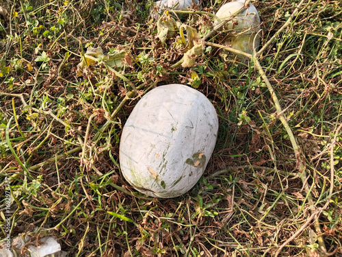 Ash gourd harvest scattered in agricultural field after cutting, showing white petha fruits lying across the farm in rural India during post-harvest season
