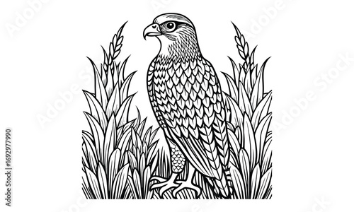 Hawk Kids t shirt design silhouette and vector line art, Detailed High-Quality Line Art, Suitable for Adult Coloring Books, Stress Relief, Relaxation, and Printable Art Therapy Projects.