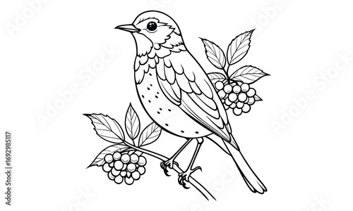 Robin Kids t shirt design silhouette and vector line art, Detailed High-Quality Line Art, Suitable for Adult Coloring Books, Stress Relief, Relaxation, and Printable Art Therapy Projects.