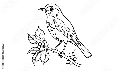 Robin Kids t shirt design silhouette and vector line art, Detailed High-Quality Line Art, Suitable for Adult Coloring Books, Stress Relief, Relaxation, and Printable Art Therapy Projects.