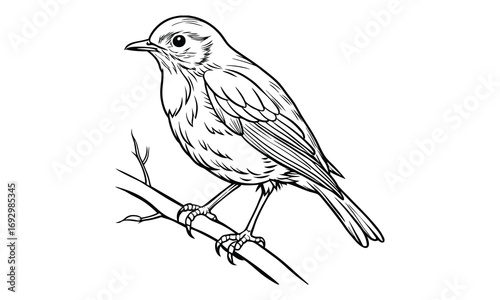 Robin Kids t shirt design silhouette and vector line art, Detailed High-Quality Line Art, Suitable for Adult Coloring Books, Stress Relief, Relaxation, and Printable Art Therapy Projects.