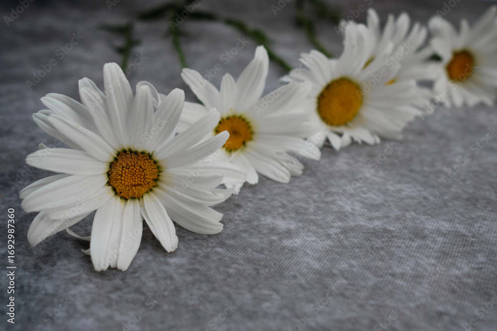 Obraz premium Many daisies in a row diagonally lie on a gray surface.