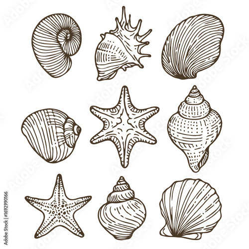 Collection Various Outline Black And White Drawing Seashells. Set Hand Drawn Doodle Snails and Shells, Starfish sketch Illustrations. Line Art Coastal Themes. Sea Elements, Marine Mollusks, Corals