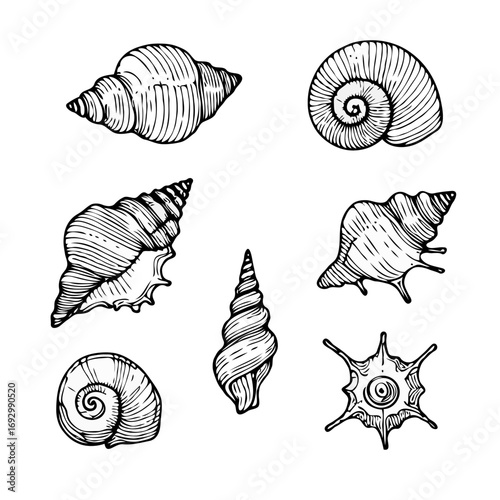 Collection Various Outline Black And White Drawing Seashells. Set Hand Drawn Doodle Snails and Shells, Starfish sketch Illustrations. Line Art Coastal Themes. Sea Elements, Marine Mollusks, Corals