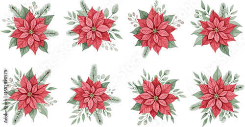 Red poinsettia flower arrangements with pine needles, green leaves, white berries for Christmas, winter holiday decoration, festive floral vector design