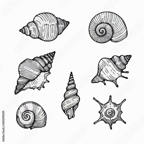Collection Various Outline Black And White Drawing Seashells. Set Hand Drawn Doodle Snails and Shells, Starfish sketch Illustrations. Line Art Coastal Themes. Sea Elements, Marine Mollusks, Corals