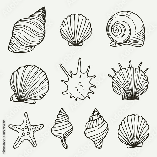 Collection Various Outline Black And White Drawing Seashells. Set Hand Drawn Doodle Snails and Shells, Starfish sketch Illustrations. Line Art Coastal Themes. Sea Elements, Marine Mollusks, Corals
