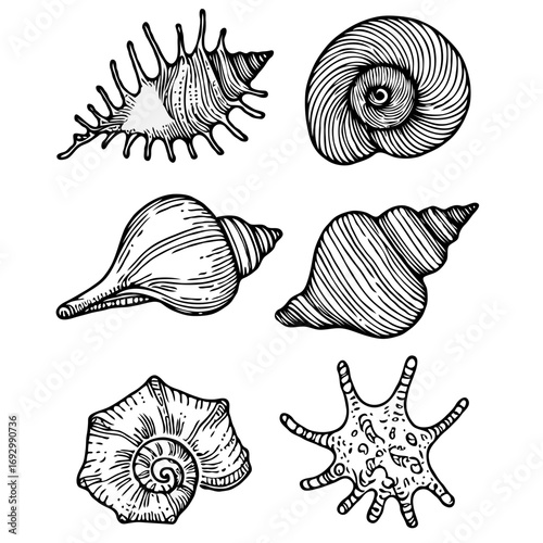 Collection Various Outline Black And White Drawing Seashells. Set Hand Drawn Doodle Snails and Shells, Starfish sketch Illustrations. Line Art Coastal Themes. Sea Elements, Marine Mollusks, Corals