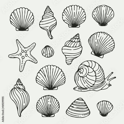 Collection Various Outline Black And White Drawing Seashells. Set Hand Drawn Doodle Snails and Shells, Starfish sketch Illustrations. Line Art Coastal Themes. Sea Elements, Marine Mollusks, Corals