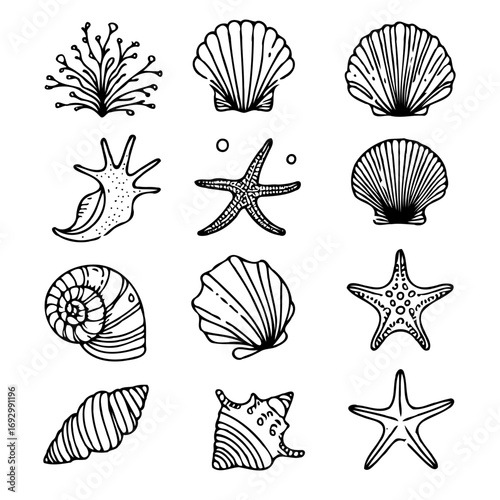 Collection Various Outline Black And White Drawing Seashells. Set Hand Drawn Doodle Snails and Shells, Starfish sketch Illustrations. Line Art Coastal Themes. Sea Elements, Marine Mollusks, Corals