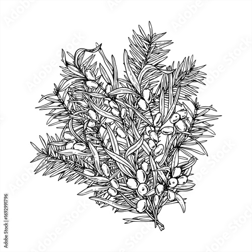 Sea buckthorn branch with berries and spruce branches bouquet vector isolated illustration in monochrome linear style. Scandinavian sallow thorn, pine twigs graphic sketch. For food packaging