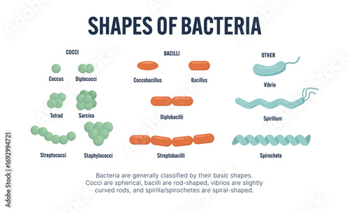 Shapes of bacteria educational diagram. Cocci, bacilli, vibrio, spirillum, spirochete. Microbiology chart illustration for biology teaching, medical school, classroom poster, textbook science infograp