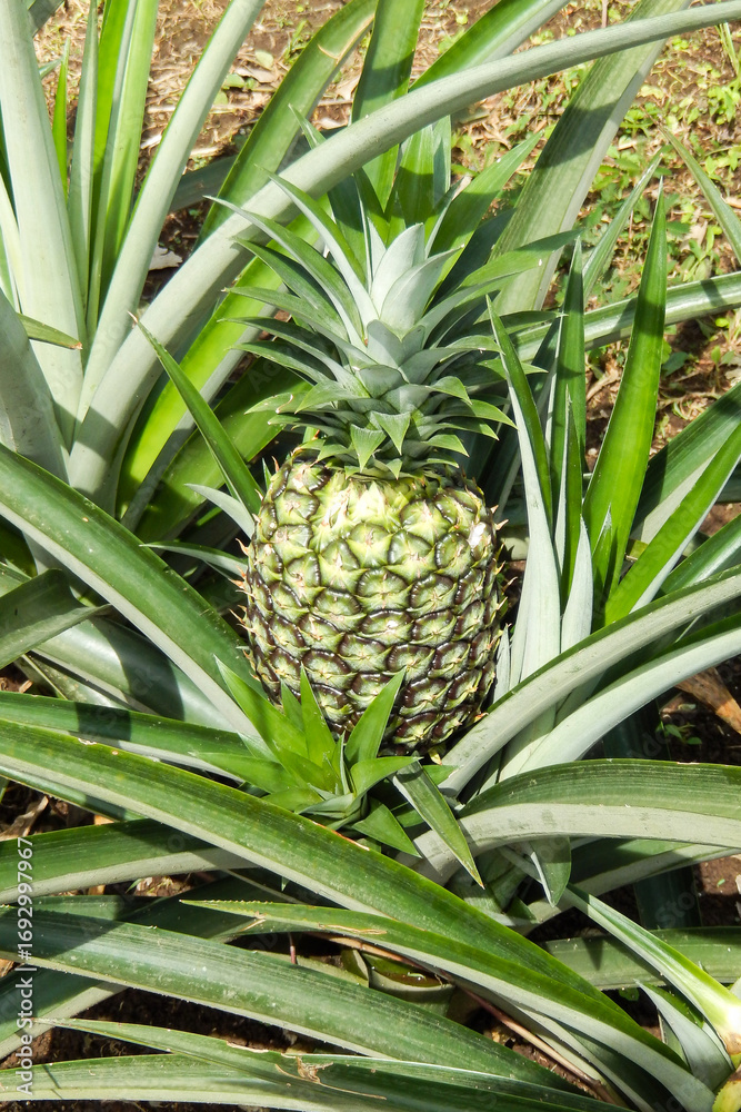 Obraz premium Fresh Pineapple Growing in Tropical Field