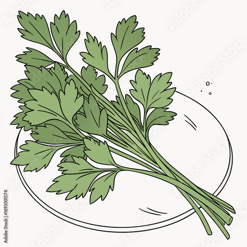 Vibrant fresh parsley bunch artfully arranged on a clean white circular surface, perfect for culinary inspiration.