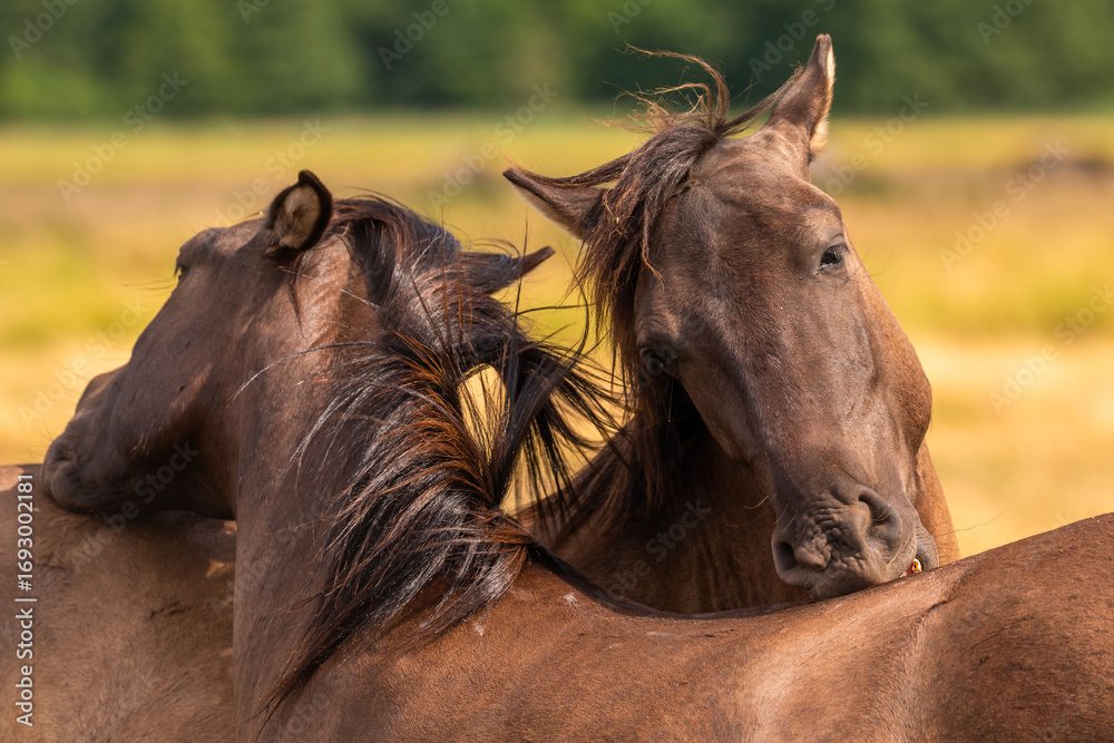 Obraz premium Closeup of wild horses near Szczecin Lagoon in Poland.