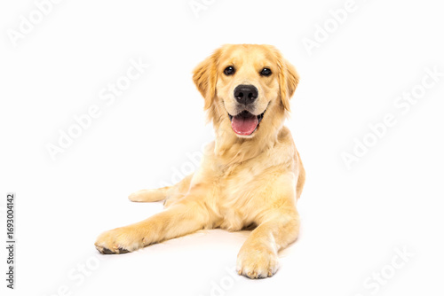 Photography olden Retriever Relaxing