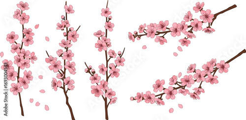 Beautiful cherry blossom branches with pink flowers and falling petals, perfect for spring floral decoration design