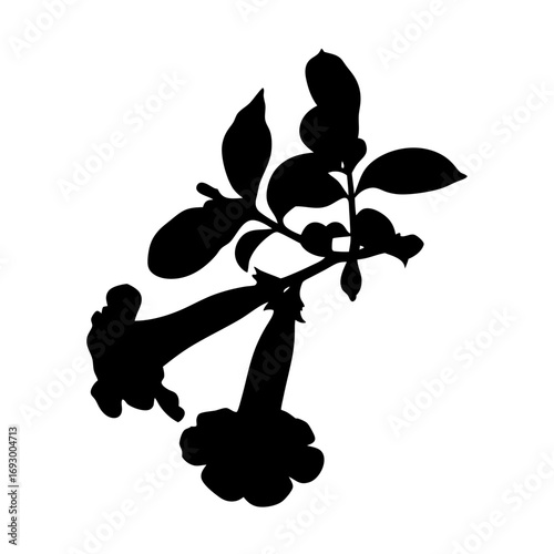 Stock vector illustration of datura flower silhouette for botanical design and floral patterns use