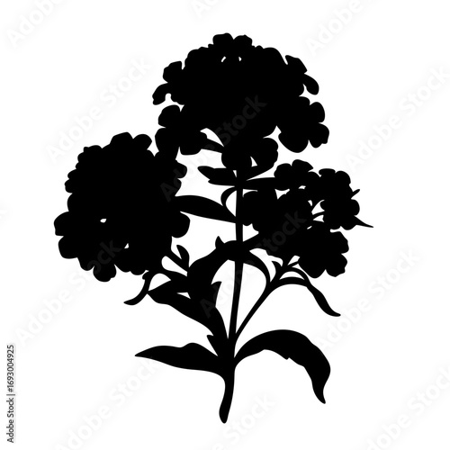 Download beautiful phlox paniculata flower silhouette vector art for garden design and decor projects