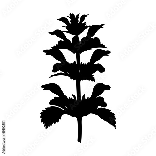 Explore black silhouette of flowering plant nature botanical illustration vector design element for art