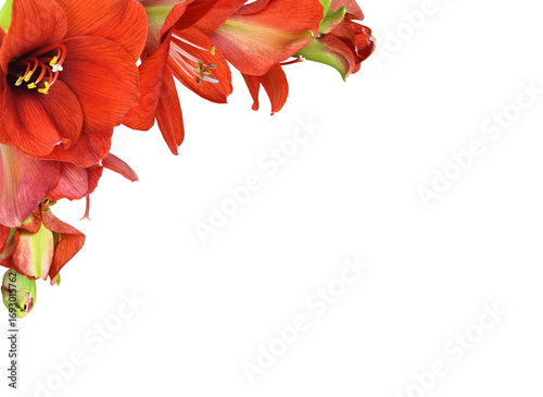 Red amaryllis flowers and b...