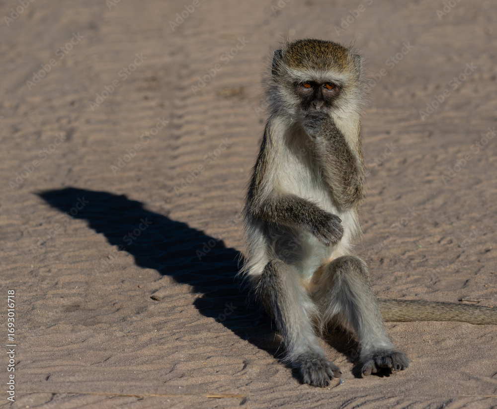 Obraz premium One monkey sitting on a sandy patch looking at the camera